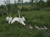 Swans Lead Their Babies to the Waters Edge Photographic Print