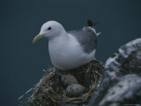 A Kittiwake Photographic Print