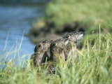 River otters, Yellowstone Lake Lámina fotográfica
