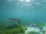 Southern Stingrays Glide Gracefully Through Pristine Waters Fotografisk tryk af Wolcott Henry