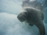 An Atlantic walrus swims in the clear water of the Foxe Basin Lámina fotográfica
