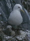 A Kittiwake Photographic Print by Karen Kasmauski