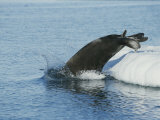 An Atlantic walrus dives off an ice floe into the Arctic Ocean Lámina fotográfica An Atlantic walrus dives off an ice floe into the Arctic Ocean Lámina fotográfica