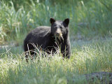 A Black Bear Makes a Meal of Fresh Grass Photographic Print by Bill Curtsinger