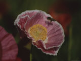 A Bee Carrying Pollen Hovers over a Pink Mallow Flower Photographic Print by Stephen St. John