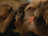 A Female Gelada Grooms a Male Photographic Print