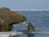 A large Atlantic walrus comes face to face with a surfacing walrus Lámina fotográfica A large Atlantic walrus comes face to face with a surfacing walrus Lámina fotográfica