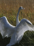 A Trumpeter Swan Stretches His Wings Amid a Field of Tall Grasses Photographic Print