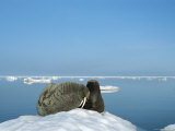A mother walrus, Odobenus rosmarus, sniffs and whiskers her infant Lámina fotográfica