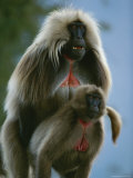 A Male Gelada Mounts a Female Photographic Print by Michael Nichols