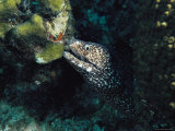 A Spotted Moray Eel, Gymnothorax Meleagris, Peers from its Lair Photographic Print by Bill Curtsinger