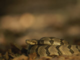 A Timber Rattler in Defensive Pose Shakes its Tail in Warning Photographic Print