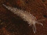 A Close View of a Red-Gilled Nudibranch, Coryphella Rufibranchialis Photographic Print by Bill Curtsinger