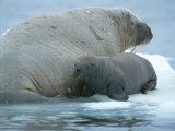 A baby walrus, Odobenus rosmarus, rests near mom during nursing Lámina fotográfica