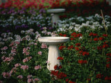 Bird-Baths Surrounded by Colored Geraniums Photographic Print