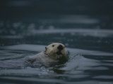 A sea otter enjoys the view while floating on its back Lámina fotográfica