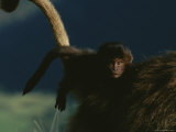 A Juvenile Gelada Rides on its Mothers Back Near Her Tail Photographic Print