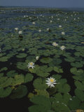 Blooming Water Lilies Fill a Body of Water Photographic Print by Bates Littlehales