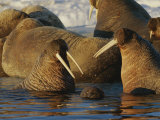 Atlantic Walruses Bask in the Sun Near an Ice Floe Photographic Print