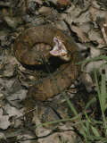 A Rattlesnake Coils to Strike Photographic Print