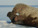 A mother walrus, Odobenus rosmarus, nuzzles her calf Lámina fotográfica