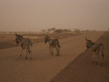 Donkeys Near the Base of Kaga Pamari Photographie