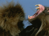 A Male Gelada Bares His Teeth and Gums Photographic Print