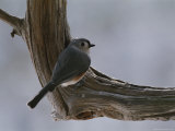 A Tufted Titmouse Photographic Print
