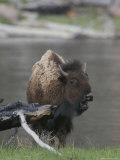 American Bison Vocalizing Photographic Print