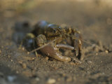 A crayfish on the shore of Leech Lake, Minnesota Lámina fotográfica