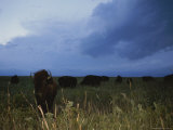 American Bison Graze under a Threatening Evening Sky Photographic Print