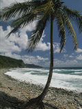 A Lone Palm Tree Grows from the Rocky Shoreline Photographic Print by Michael Melford