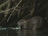 Beaver Building a Dam, Ozark Mountains Area Photographic Print