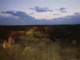 American Bison Caught in Motion on the Tallgrass Prairie Preserve Photographic Print
