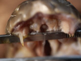 Close View of the Fangs of a King Cobra Being Milked for Venom Photographic Print by Mattias Klum