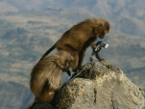 Two Curious Female Geladas Inspect a Remote-Camera Set-Up Photographic Print