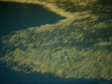 Marsh Grass, Penobscot River, Maine Photographie