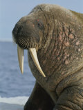 A close up of an adult Atlantic walrus showing the tusks and whiskers Lámina fotográfica