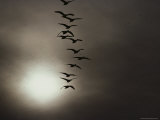 Ducks in Flight at Twilight Photographic Print
