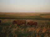 Bison Grazing in the Tallgrass Prairie Preserve in the Osage Hills Photographic Print