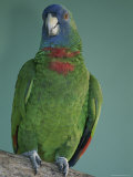 A Portrait of an Endangered Sisserou Parrot or Imperial Parrot Photographic Print