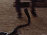 A King Cobra Strikes in Self-Defense During a Boxing Match Photographic Print by Mattias Klum