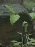 A Jack-In-The-Pulpit Photographie