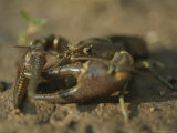 A crayfish on the shore of Leech Lake Lámina fotográfica