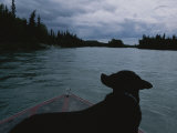 A Black Labrador Dog Travels up the Kenai River on a Boats Bow Photographic Print by Joel Sartore