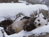 A Panda in the Snow at the National Zoo in Washington, Dc Photographic Print