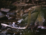 Close View of King Cobra in a Stream Photographic Print