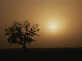 A Baobab Tree (Adansonia Digitata) Silhouetted by the African Sunset Photographie par Bobby Model