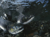 Salmon Gather in a Stream to Spawn Photographic Print