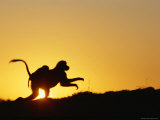 Silhouette of Female Gelada with Baby on Back During Sunset Photographic Print